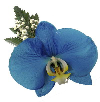 Orquídea Azul